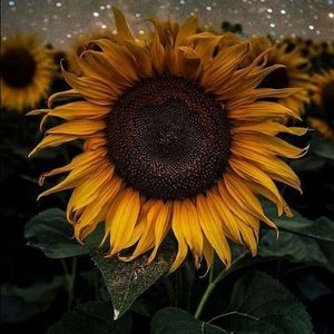 Meet your Posher, Lola